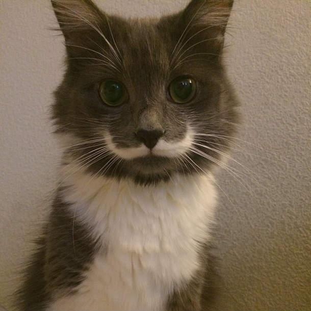 kot, fajny, wąsik, kotek