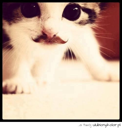Śmieszny kot z wąsami. Bardzo wyraziste oczy.