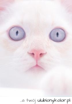 kot, piękny, biały kot, oczy, niebieskie oczy, pastelowy kot