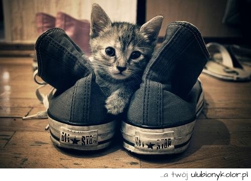 Czy wasze koty też kochają bawić się w waszych butach. Kot i trampki.