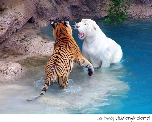 tygrysy, walka, tygrys biały, fotka, zdjęcie, fotografia, natura, zwierzęta, walka tygrysów