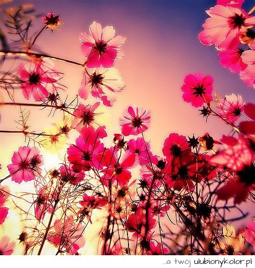 kwiaty, piękne, wiosna, lato, kolory