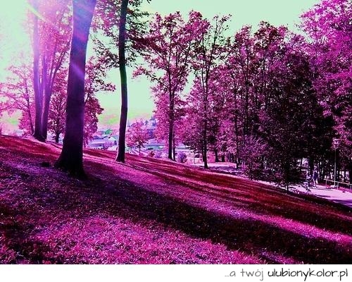 las, purpura, fiolet, barwa, fotografia, piękne zdjęcie, piękny widok, wspaniały teren