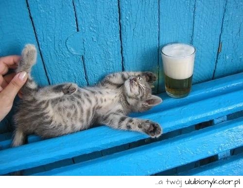 kot, piwo, śmieszny, niebieski