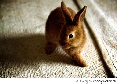 Malutki króliczek miniaturka o rudym kolorze, fajna fotka.