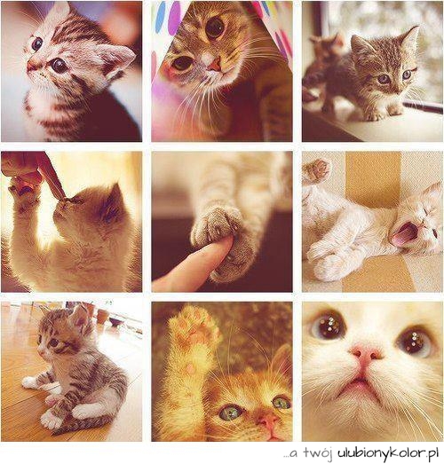 Czyż te koty nie są słodkie. Najsłodsze zdjęcia kotów w internecie!