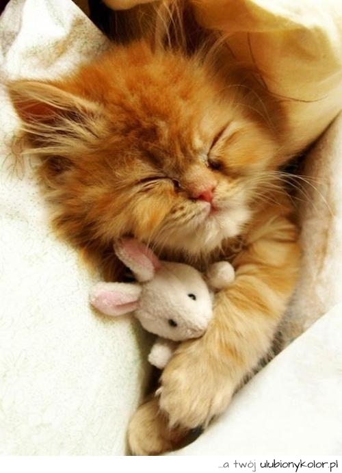 Zdjęcie kota śpiącego z małą myszką. Piękny pers, słodki i uroczy ;)