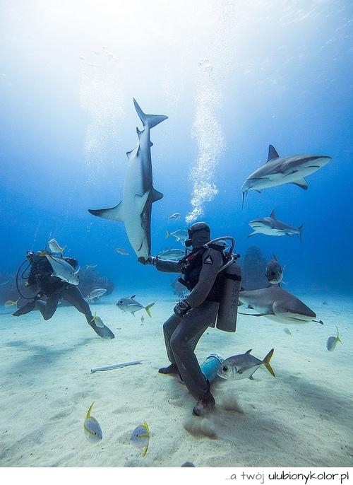 Niesamowite zdjęcie pod wodą. Rekin z płetwonurkiem. Niesamowita głębia oceanu, niesamowite zdjęcie!!