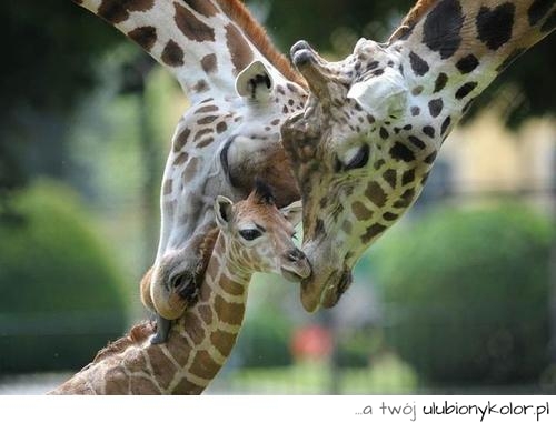 żyrafa, zwierzęta, miłość, love, dziecko, rodzinka