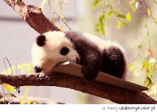 Miś panda na drzewie, przepiękny biało czanrny
