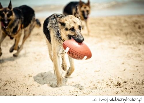 pies, plaża, wakacje, piłka, zabawa, śmieszne