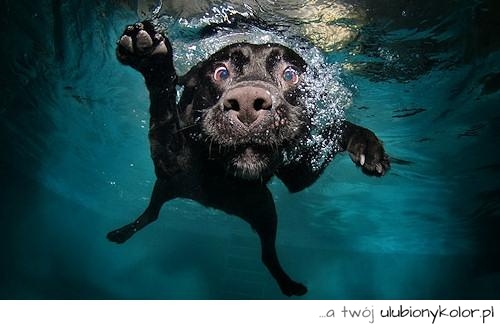 pies, pod wodą, czarny
