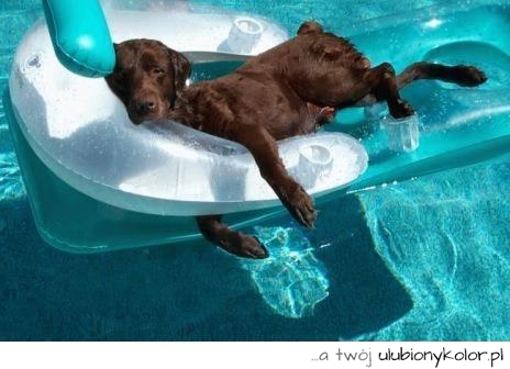 Nie ma jak delikatny odpoczynek nad wodą, po ciężkim dniu pracy! pies w basenie!