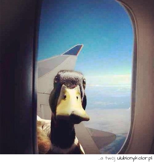 nie ma jak kaczka za oknem samolotu