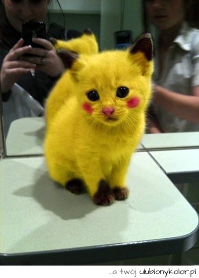 Nie ma to jak żółty kot!