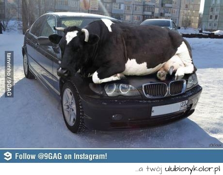 Krowa urządziła sobie drzemkę na samochodzie