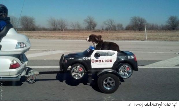 pies, śmieszne, fun, humor, policja