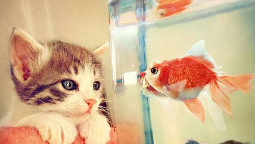 Zwierzę, piękny, kota, uroczy, Fish 