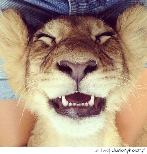 Czasami nawet lew musi się pośmiać - zdjęcie ślicznego lwa