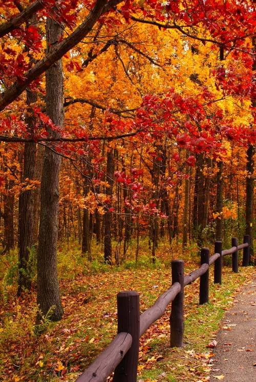 liście, drzewa, krajobraz, zdjęcie, jesień, inspiracje