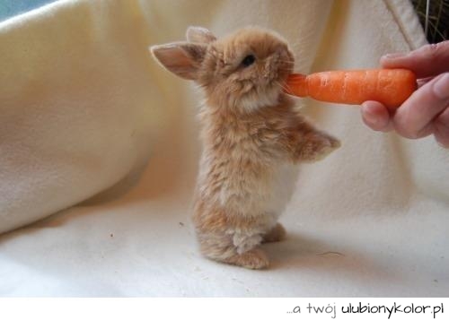 królik, króliczek, miniaturka, zwierzaczek, posiłek, maleńki,sweet