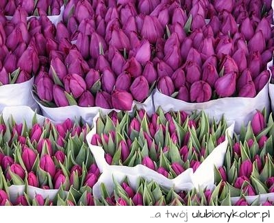 Po prostu tulipany :) kolory wiosny :)