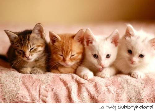 kotki, koteczki, malutkie, milutkie, kolorowe, śpiące, słodkie