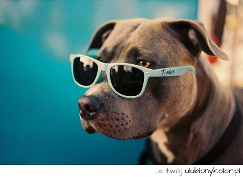 pies, zdjęcie, fotografia, zwierze, okulary, fun