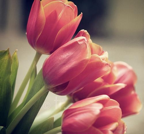 Kwiat, Kwiaty, Miłość, Natura, różowy, tulipan