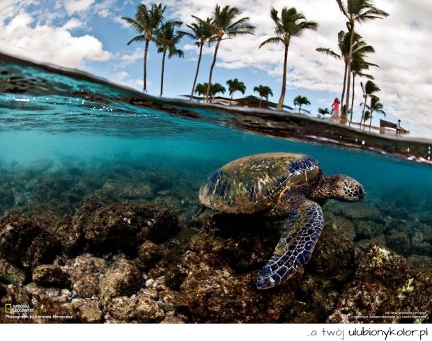 żółw, natura, plaża, palmy, piękne, woda, skały
