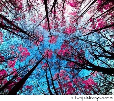 piękny, widok,drzewa, niebo, różowe, fotografia, foto, zdjęcie