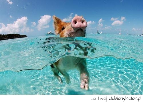 świnia, świnka, zdjęcie, woda, artystyczne, plaża, ciekawe, zwierzęta, natura