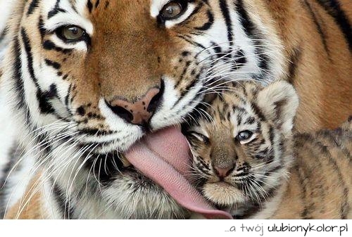 zwierząt, kotów, uroczy, miłość, tygrysie ,tygrysa 