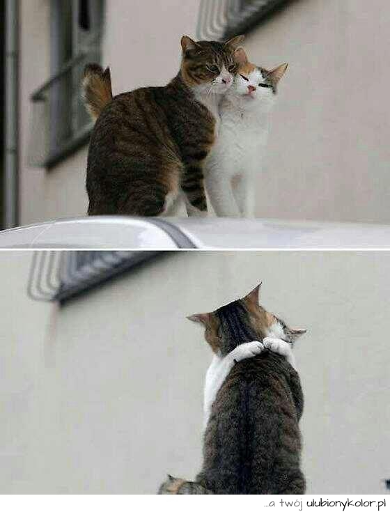 koty, miłość, przytulanie, kiss, pocałunek, zwierzę, cudne