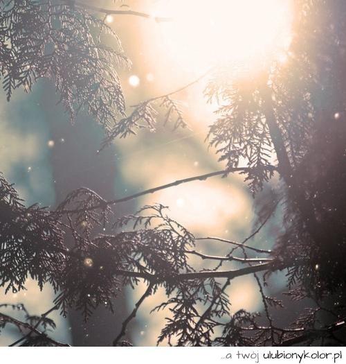 winter, zima, las, fotogfrafia, słońce, zimowe, ładne