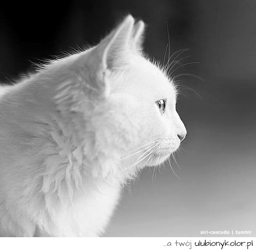 kot, biały kot, zdjęcie kota, puszek