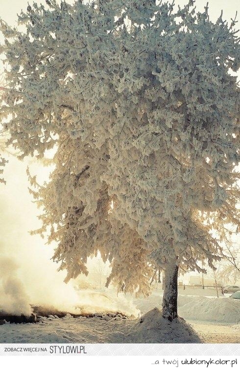 zima, śnieg, drzewo, biały,