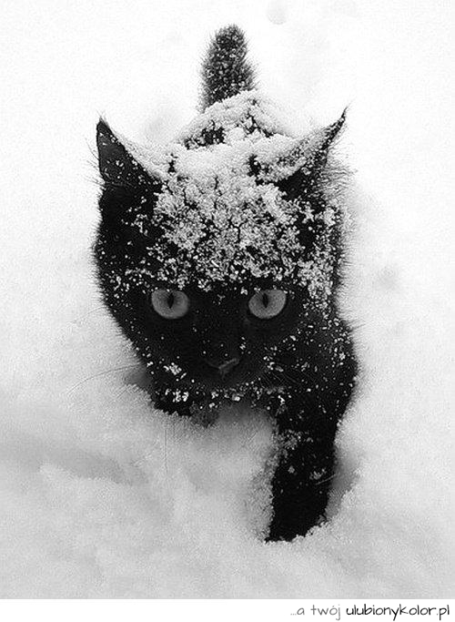 kot, kotek, czarny, słodki, śnieg, 