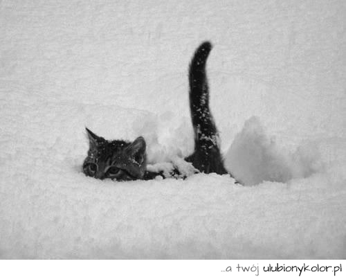 kot, zima, śnieg, zabawa, zwierzak,