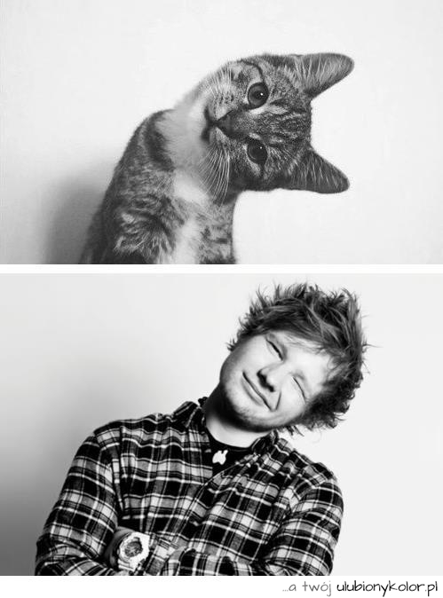 śmieszne, kot, humor, czarno, białe, zdjęcie, fotografia, kot, facet, chłopak