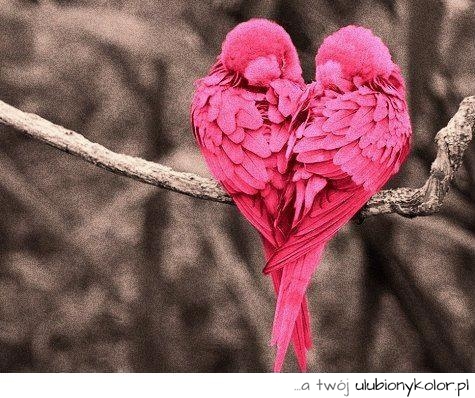 miłość, papużki, papugi, różowe, nierozłączki, para, serce