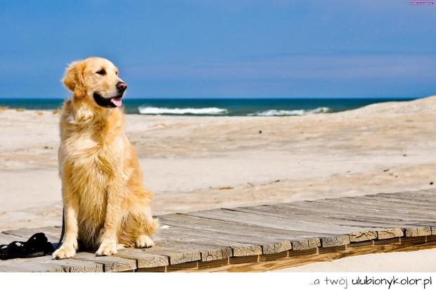 pies, plaża, zdjęcie, przyjaciel, morze, ocean