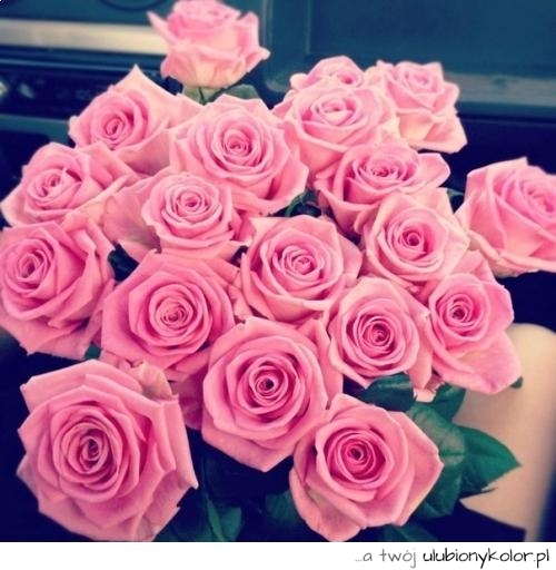 róże, piękne, róż, kwiaty