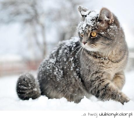 kot, piękny, koteczek, oczy, śnieg