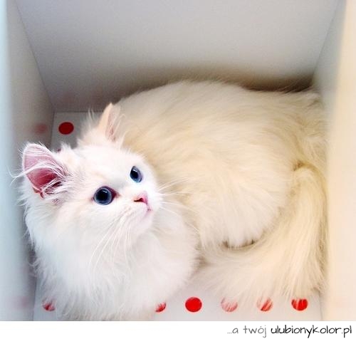 kot, pers, śmieszne, biały, niebieskie oczy, pudełko