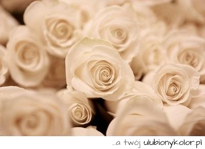 białe róże, kwiaty, piękne, kwiaty