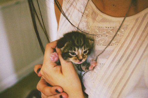 Abraço, kotów, Cute, moda, dziewczyna, miłość  