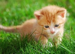 mały , kotek  ,trawa , ładne
