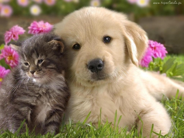 kotek , kot , pies ,piesek , szczeniak , kociak , przyjaźń , słodkie , ładne
