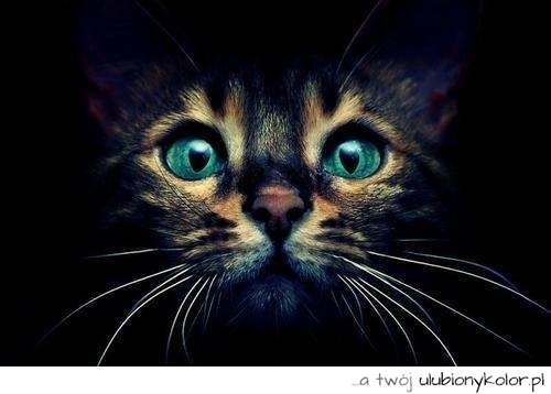 kot, piękny, kotek, zielone oczy, oczy